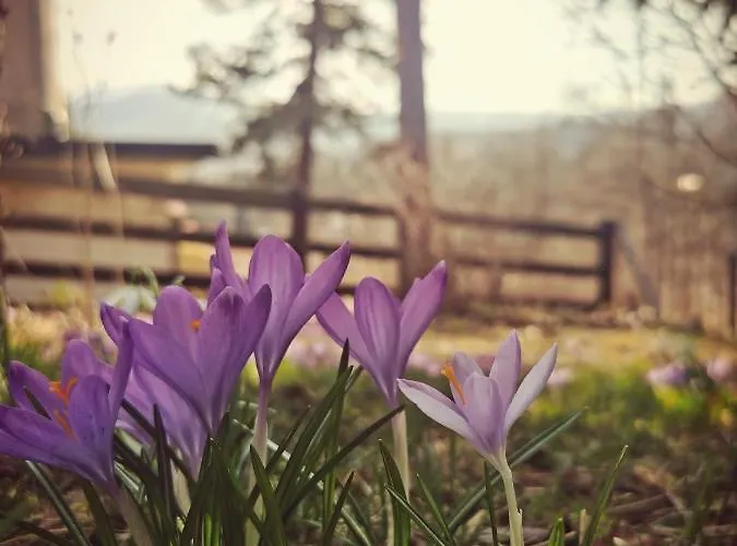 Marcówka M4 - Duży W Historycznej Willi Z Ogrodem *